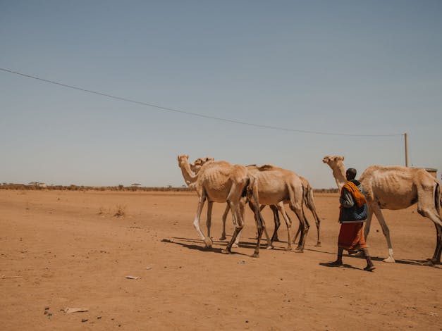 Twee mannen trekken door droge vlakte met vier kamelen